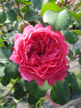 Stammrose Baronesse